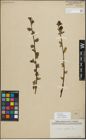 Foto von Salix myrsinifolia Salisb.